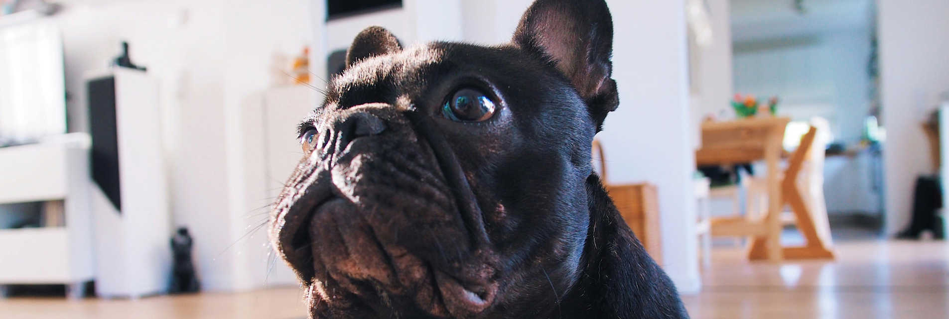 Traveling with your four-legged friends?